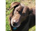 Adopt Adeline a Brown/Chocolate Labrador Retriever / Mixed dog in Plano