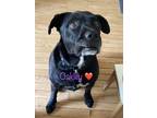 Adopt Oakley a Black Labrador Retriever / Mixed dog in Byron Center