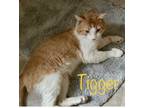 Adopt Tigger a Orange or Red Domestic Shorthair (short coat) cat in Pocatello