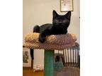 Adopt Ichabod a All Black Domestic Shorthair / Domestic Shorthair / Mixed cat in