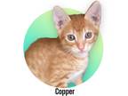 Adopt Copper a Orange or Red (Mostly) Domestic Shorthair (short coat) cat in
