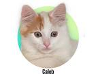 Adopt Caleb a Cream or Ivory (Mostly) Domestic Mediumhair (medium coat) cat in
