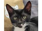 Adopt Tux a Black & White or Tuxedo Domestic Mediumhair (medium coat) cat in