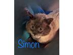 Adopt Simon a Gray or Blue (Mostly) Siamese (medium coat) cat in Pocatello