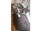 Adopt Hallie & Annie a Gray or Blue (Mostly) Domestic Longhair / Mixed cat in