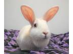 Adopt Omelette a Cream American / Mixed (short coat) rabbit in Forked River
