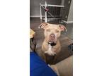 Adopt Tesla a Tan/Yellow/Fawn - with White American Staffordshire Terrier /