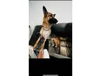Adopt Mason a Black German Shepherd Dog / Mixed dog in Queens, NY (38932926)