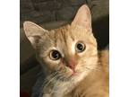 Adopt Tango a Orange or Red Tabby Domestic Shorthair (short coat) cat in