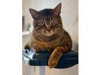 Adopt Raja a Brown Tabby Tabby (short coat) cat in Pocatello, ID (38932916)