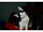 Adopt Burrito a Black & White or Tuxedo Domestic Shorthair (short coat) cat in