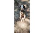Adopt Lily a Black - with Tan, Yellow or Fawn Hound (Unknown Type) / Dalmatian /