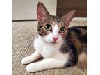 Adopt Millicent a Brown Tabby Domestic Shorthair (short coat) cat in