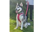 Adopt Penelope a Black - with White Alaskan Malamute / Husky / Mixed dog in