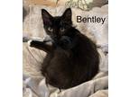 Adopt Bentley a Black (Mostly) Domestic Shorthair (short coat) cat in Tega Cay