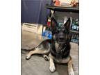 Adopt Max a Brown/Chocolate German Shepherd Dog / Mixed dog in Albuquerque