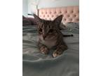 Adopt Zeva a Brown Tabby Tabby / Mixed (short coat) cat in Tualatin