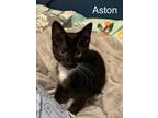 Adopt Aston a Black & White or Tuxedo Domestic Shorthair (short coat) cat in