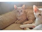 Adopt Biscuit a Orange or Red (Mostly) Domestic Shorthair (short coat) cat in