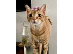 Adopt Tango a Orange or Red Domestic Shorthair / Domestic Shorthair / Mixed cat