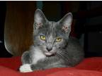 Adopt Ash a Gray or Blue (Mostly) Domestic Shorthair (short coat) cat in