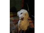 Adopt Scottie a Tan/Yellow/Fawn Labradoodle / Mixed dog in Spokane