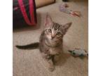 Adopt Gowry a Brown Tabby Domestic Shorthair (short coat) cat in Mississauga