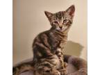 Adopt Elden a Brown Tabby Domestic Shorthair (short coat) cat in Mississauga
