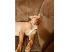 Adopt Clarity a Tan/Yellow/Fawn - with White American Pit Bull Terrier / Terrier