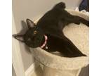 Adopt Ravioli a All Black Domestic Shorthair / Mixed (short coat) cat in Panama