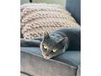 Adopt Mira a Gray or Blue Russian Blue / Mixed (short coat) cat in Belmont