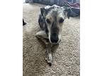Adopt Nala a Merle Great Dane / Mixed dog in Phoenix, AZ (38932446)