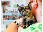 Adopt Smokie a Tortoiseshell Domestic Shorthair (short coat) cat in Somerset