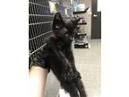 Adopt Tallulah a All Black Domestic Shorthair / Domestic Shorthair / Mixed cat