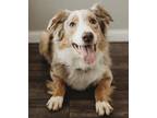 Adopt Loki a Merle Australian Shepherd / Mixed dog in Georgetown, KY (38932136)