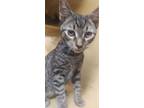 Adopt Ivan a Gray, Blue or Silver Tabby Domestic Shorthair (short coat) cat in