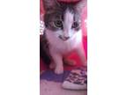 Adopt Iggy a Gray, Blue or Silver Tabby Domestic Shorthair (short coat) cat in