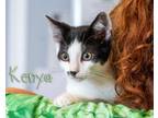 Adopt Kenya a Black & White or Tuxedo Domestic Shorthair (short coat) cat in