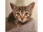 Adopt Scarlet a Brown Tabby Domestic Shorthair (short coat) cat in Mississauga