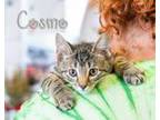 Adopt Cosmo a Brown Tabby Domestic Shorthair (short coat) cat in Somerset