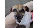 Adopt Chupis a Mixed Breed (Small) / Mixed dog in Escondido, CA (38932131)