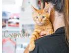 Adopt Cyprien a Orange or Red Domestic Shorthair (short coat) cat in Somerset