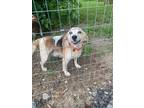 Adopt Beaux a Tricolor (Tan/Brown & Black & White) Beagle / Mixed dog in