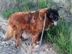 Adopt Murray a Brown/Chocolate - with Black Leonberger / Mixed dog in Glendive