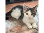 Adopt Tia a White Domestic Shorthair / Mixed cat in Staten Island, NY (38932042)