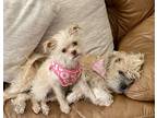 Adopt Penny & Daisy a Tan/Yellow/Fawn - with White Terrier (Unknown Type