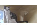 Adopt Igor a Gray, Blue or Silver Tabby Domestic Shorthair (short coat) cat in