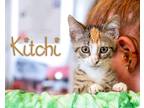 Adopt Kitchi a Brown Tabby Domestic Shorthair (short coat) cat in Somerset