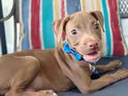 Adopt Bruno a Red/Golden/Orange/Chestnut - with White Pit Bull Terrier / Mixed