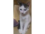 Adopt Irene a Gray or Blue (Mostly) Domestic Shorthair (short coat) cat in